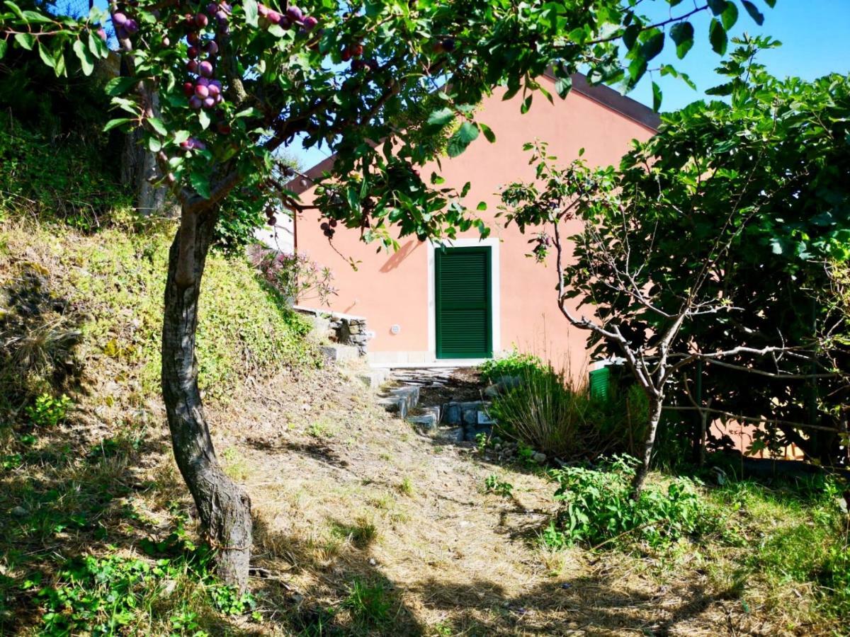 Lavalleggia