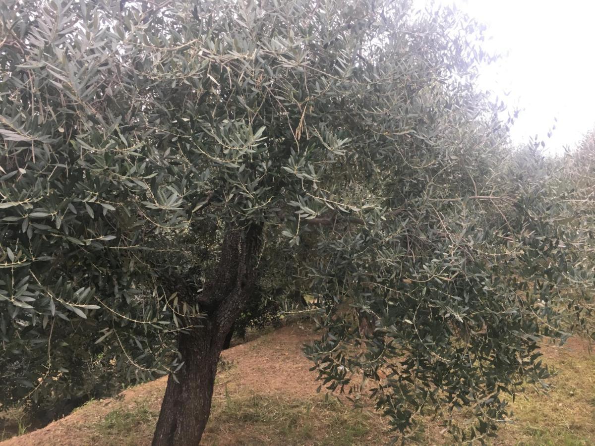 Bauernhof Lavalleggia Tovo San Giacomo